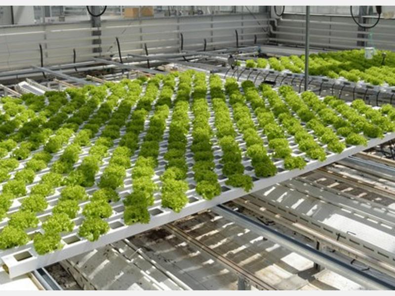 Technology Determines Best Spacing Of Gutter-grown Lettuce And When To Harvest