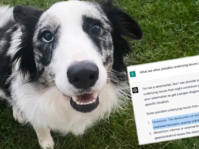 Dog Was ‘getting Worse And Worse’ Until Chatbot ‘saved Its Life’