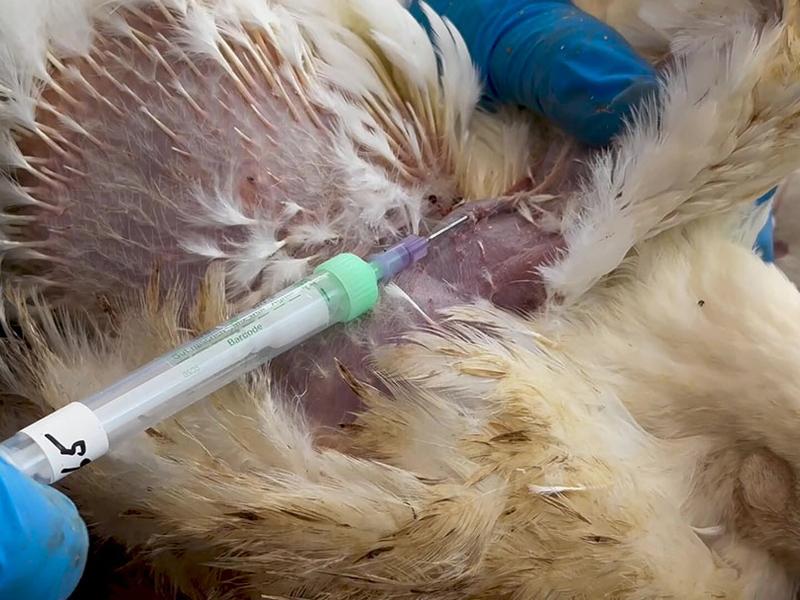 Biomarkers And Machine Learning Give Early Warning System For Poultry Producers
