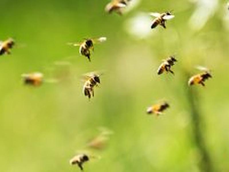 Robotic Bees And Roots Offer Hope Of Healthier Environment And Sufficient Food