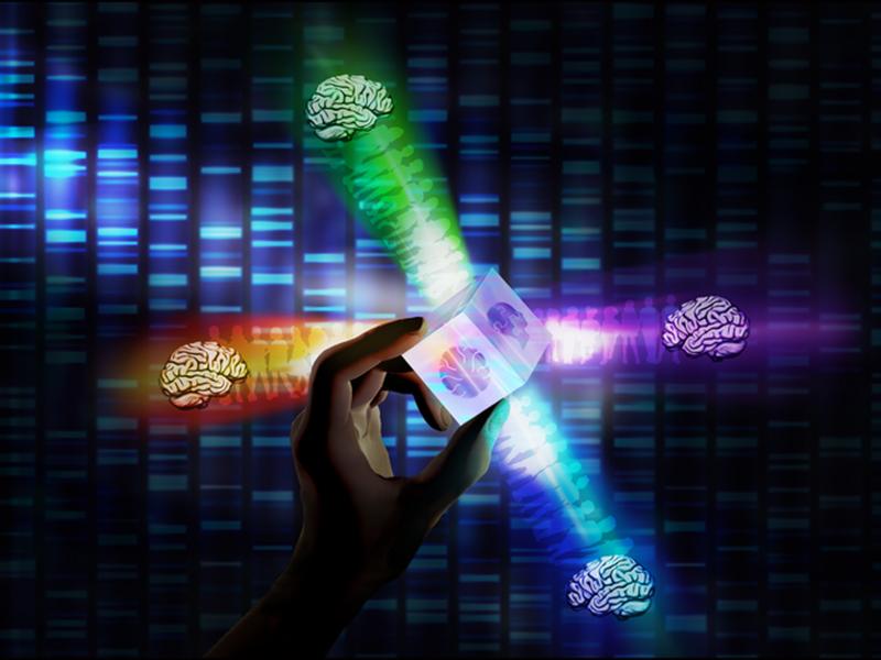 Four Different Autism Subtypes Identified In Brain Study