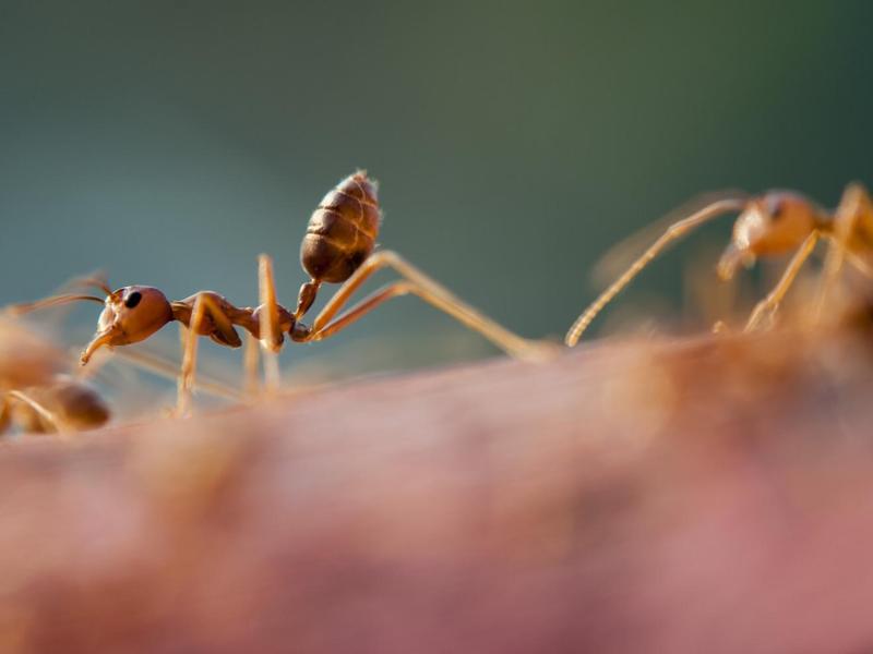 New Tracking Technology Reveals The Hidden Foraging Lives Of Desert Ants