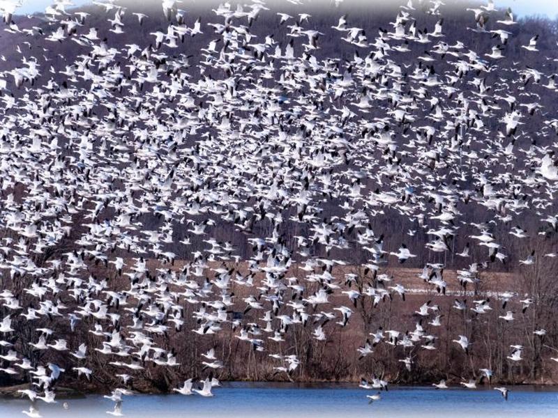 Bird Migration Forecasts Get A Boost From Ai