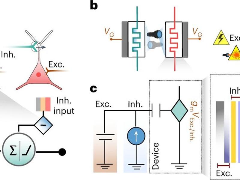 Artificial Neurons Mimic Complex Brain Abilities For Next-generation Ai Computing