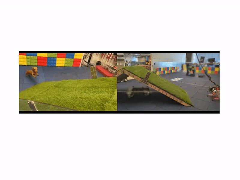 Benchmarking Animal-level Agility With Quadruped Robots
