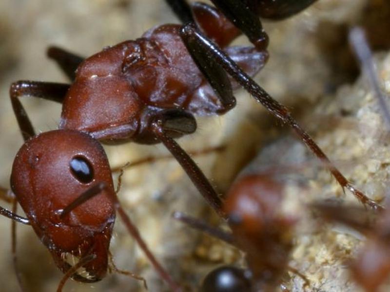 Developed Tracking Technology Shows The Hidden Foraging Lives Of Desert Ants
