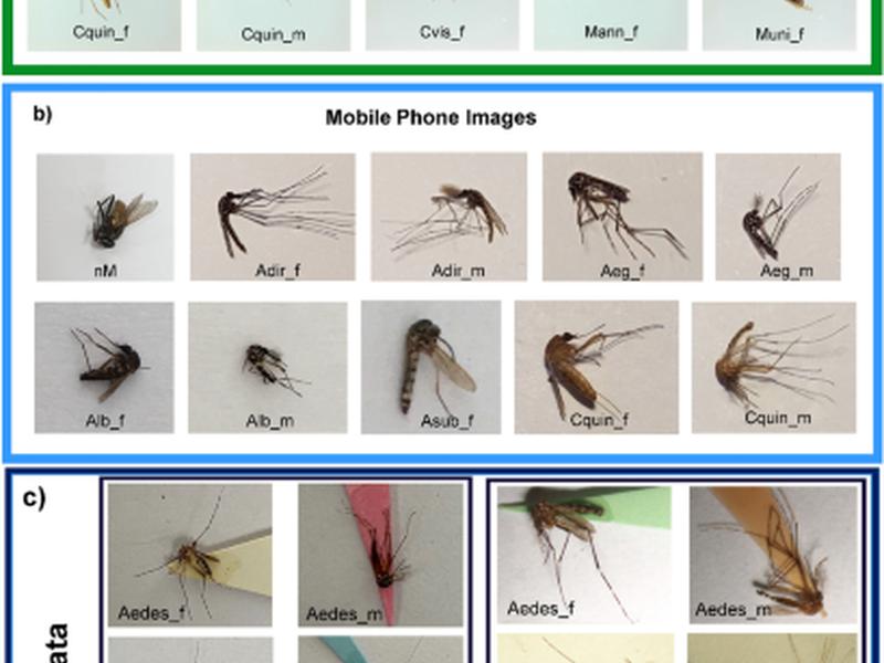 Automatic Identification Of Medically Important Mosquitoes Using Embedded Learning Approach-based Image-retrieval System
