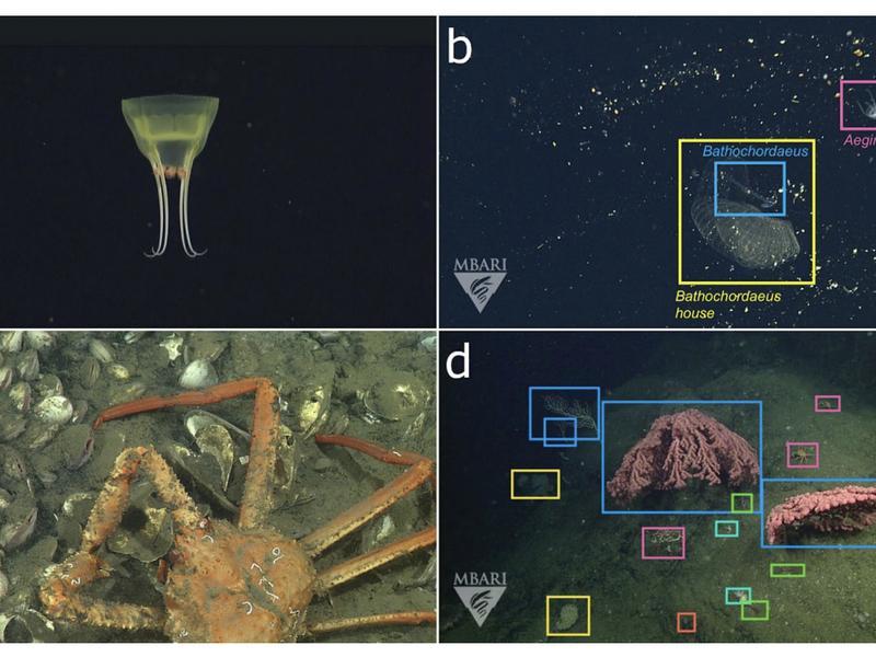 Meet Fathomnet: An Open-source Image Database That Uses Artificial Intelligence And Machine Learning Algorithms To Help Process The Backlog Of Visual Data For Understanding Our Ocean And Its Inhabitants