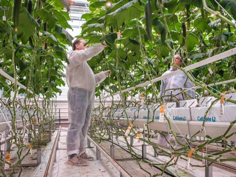 Agros Trial Validates Autonomous Control In Greenhouses