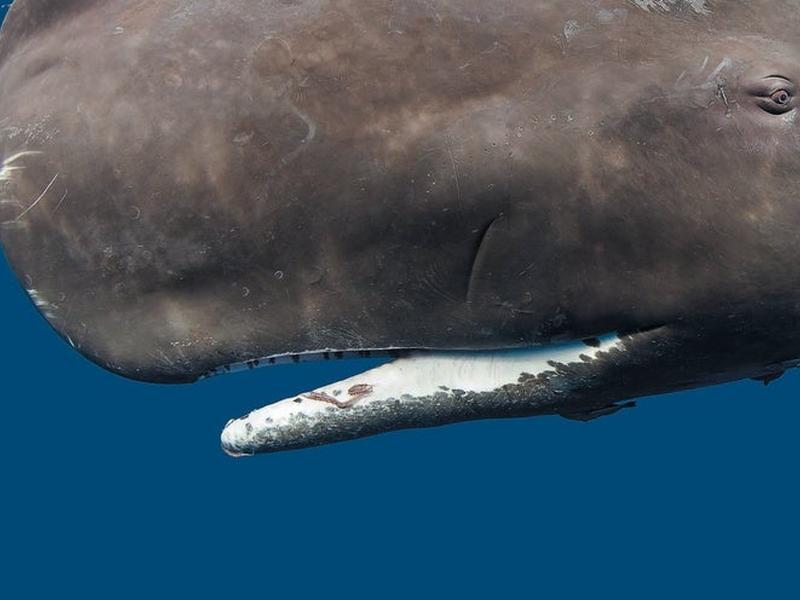 Artificial Intelligence Could Finally Let Us Talk With Animals