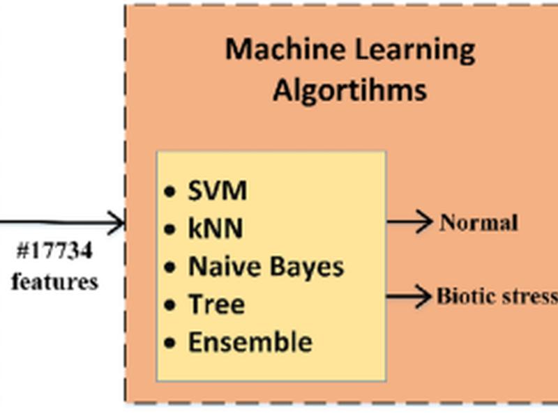 Integrated Transcriptomic Meta-analysis And Comparative Artificial Intelligence Models In Maize Under Biotic Stress