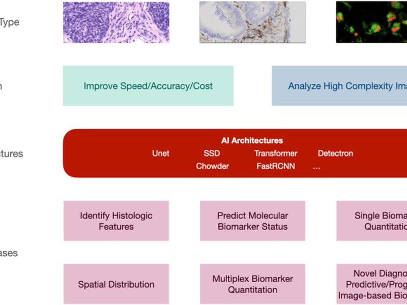Translation Of Tissue-based Artificial Intelligence Into Clinical Practice: From Discovery To Adoption