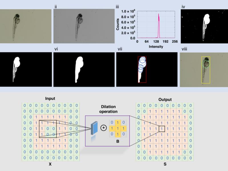 Design Of An Automated Robotic Microinjection System For Batch Injection Of Zebrafish Embryos And Larvae