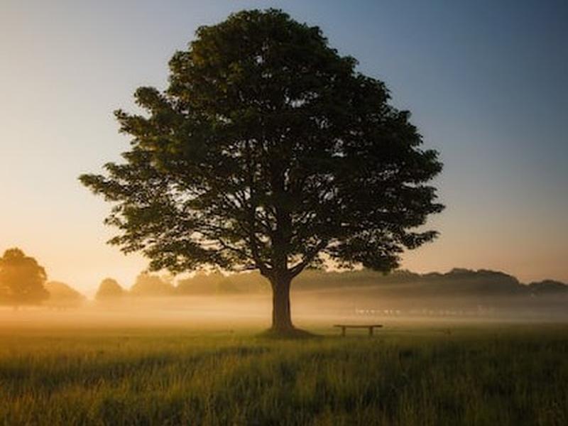 Decision Tree Structure: A Comprehensive Guide