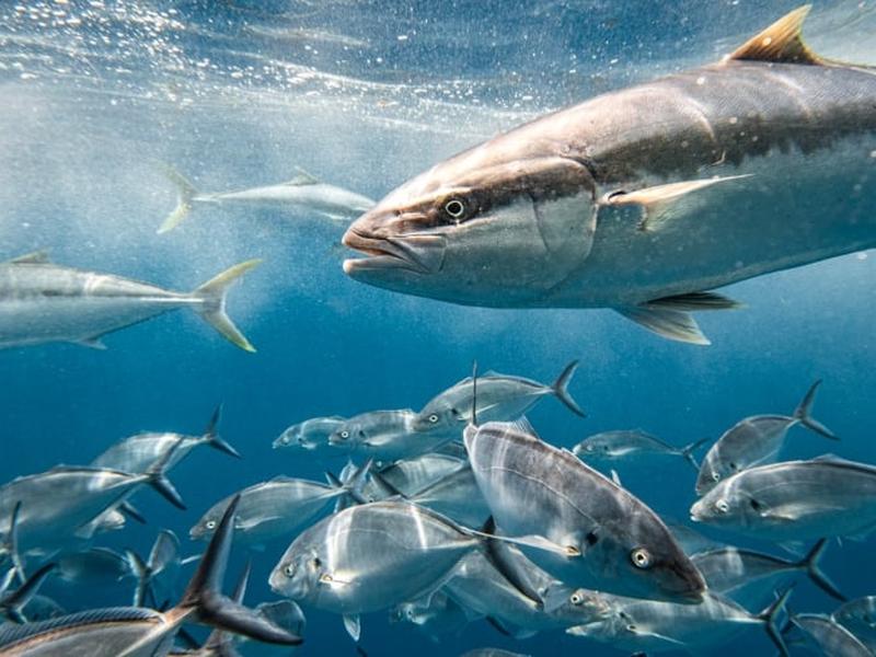 Ai And Satellite Data Map True Scale Of Untracked Fishing And Ocean Industry