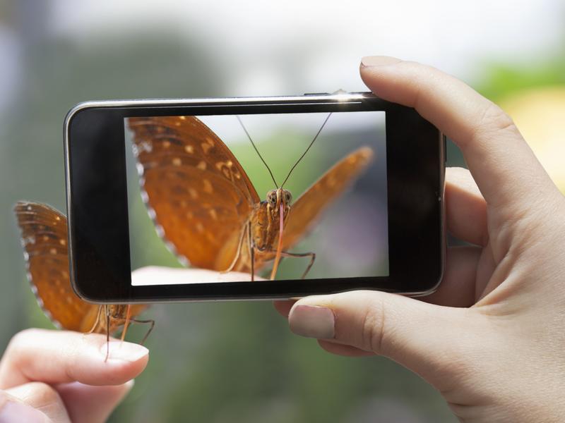 The Role Of Machine Learning And Computer Vision In Imageomics: Advancing Analytical Capabilities