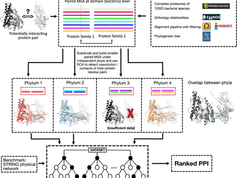Enhancing Coevolutionary Signals In Protein-protein Interaction Prediction Through Clade-wise Alignment Integration