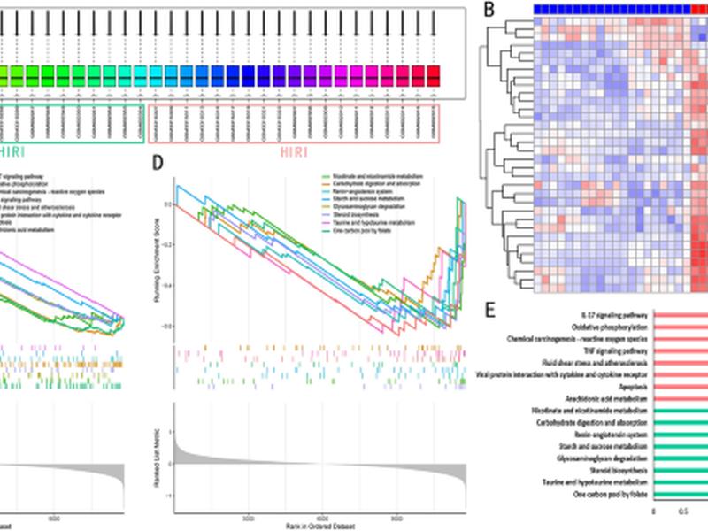 Analysis And Experimental Validation Of Il-17 Pathway And Key Genes As Central Roles Associated With Inflammation In Hepatic Ischemia-reperfusion Injury