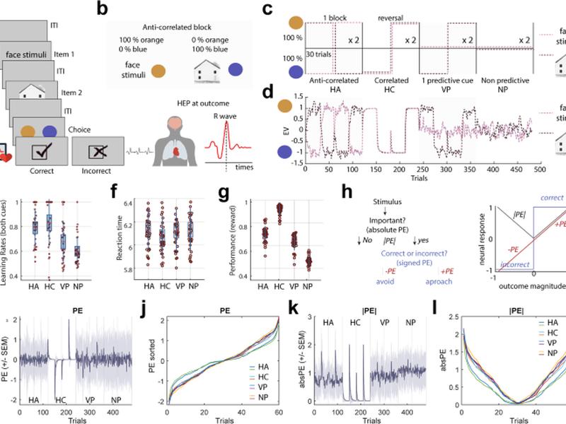 Timing Along The Cardiac Cycle Modulates Neural Signals Of Reward-based Learning