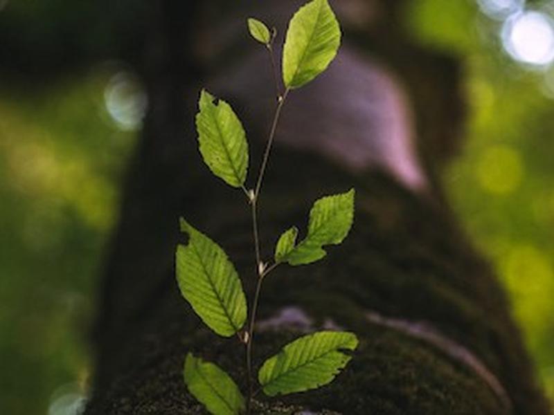 Empowering Developers: Navigating The Ai Revolution In Software Engineering