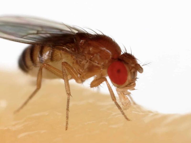Fly Flight Is More Sophisticated Than Imagined