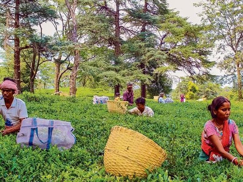 Artificial Intelligence And Machine Learning In Agriculture