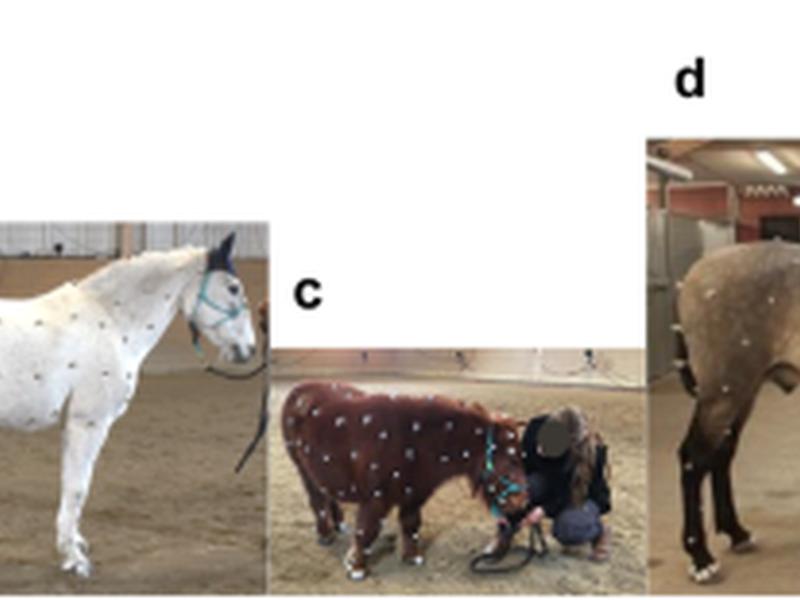 The Poses For Equine Research Dataset (pferd)