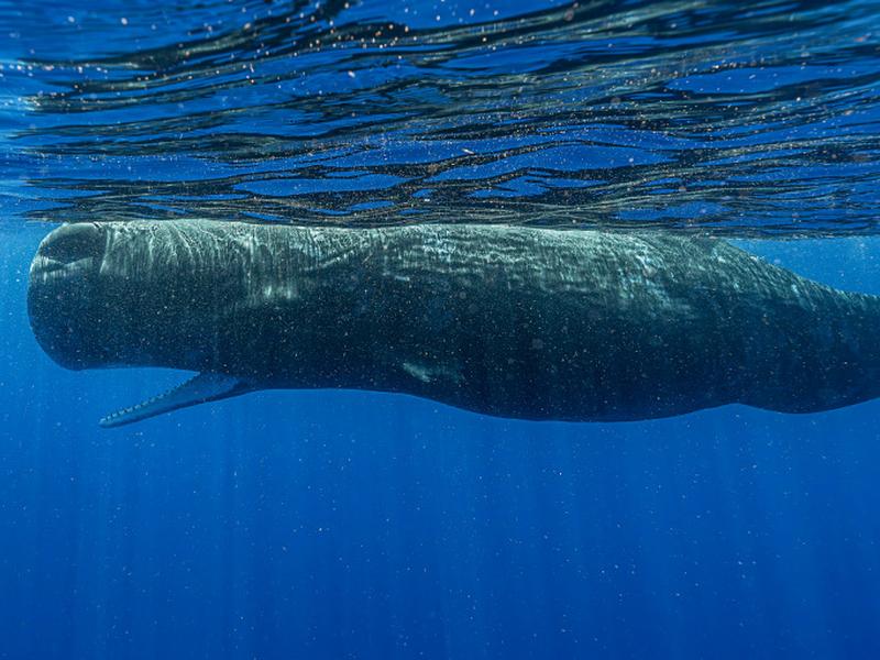 Scientists Document Remarkable Sperm Whale ‘phonetic Alphabet’