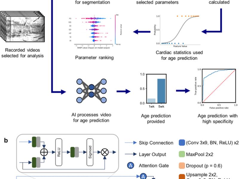 Automated Assessment Of Cardiac Dynamics In Aging And Dilated Cardiomyopathy Drosophila Models Using Machine Learning