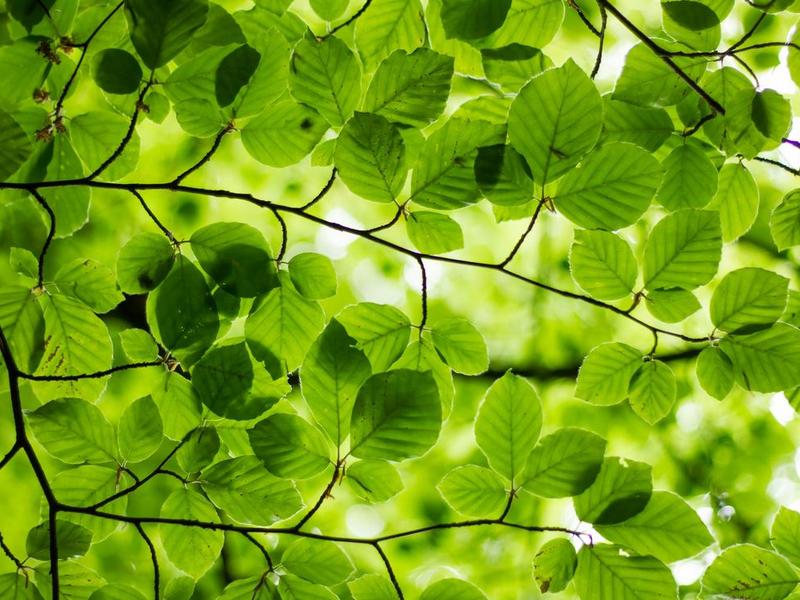 Exploring The Future Of Green Data Centers: Trends And Predictions
