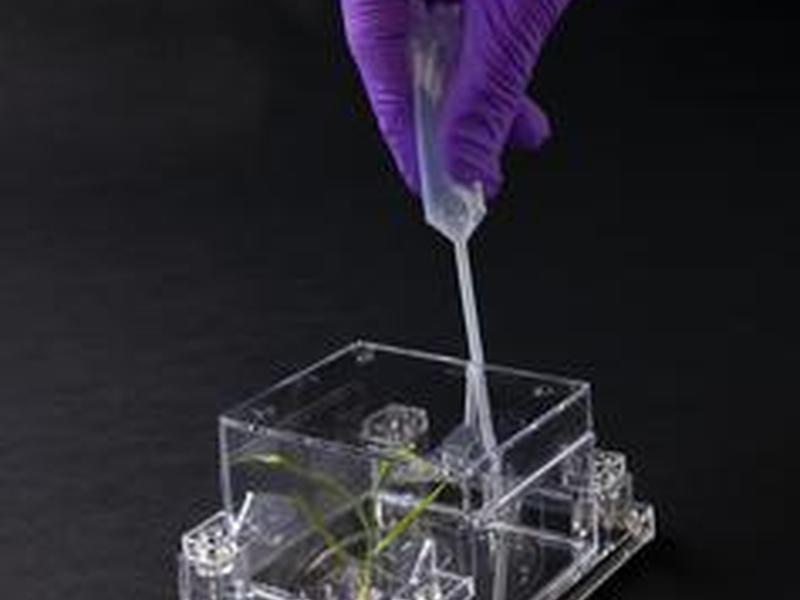 Berkeley Lab Researchers Advance Ai-driven Plant Root Analysis