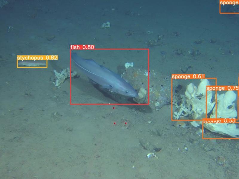 One Million Photos To Help Identify The Animals At The Bottom Of The Sea