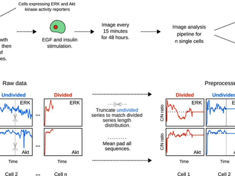 Low-frequency Erk And Akt Activity Dynamics Are Predictive Of Stochastic Cell Division Events