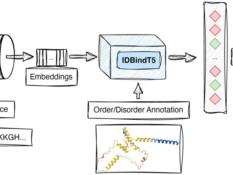 Protein Embeddings Predict Binding Residues In Disordered Regions