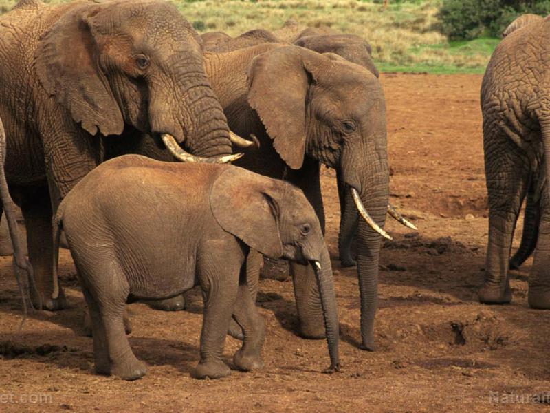 Scientists Discover That Wild African Elephants Call Each Other By Unique Names