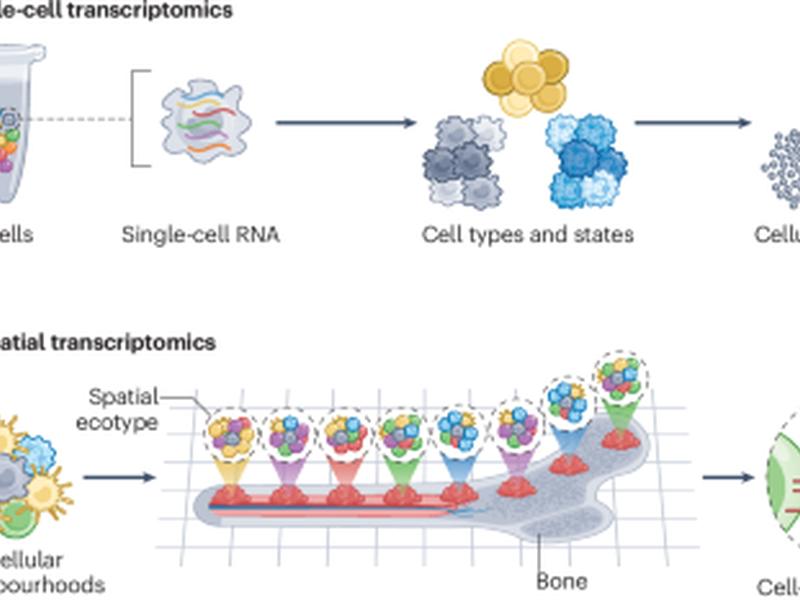 Profiling Cell Identity And Tissue Architecture With Single-cell And Spatial Transcriptomics