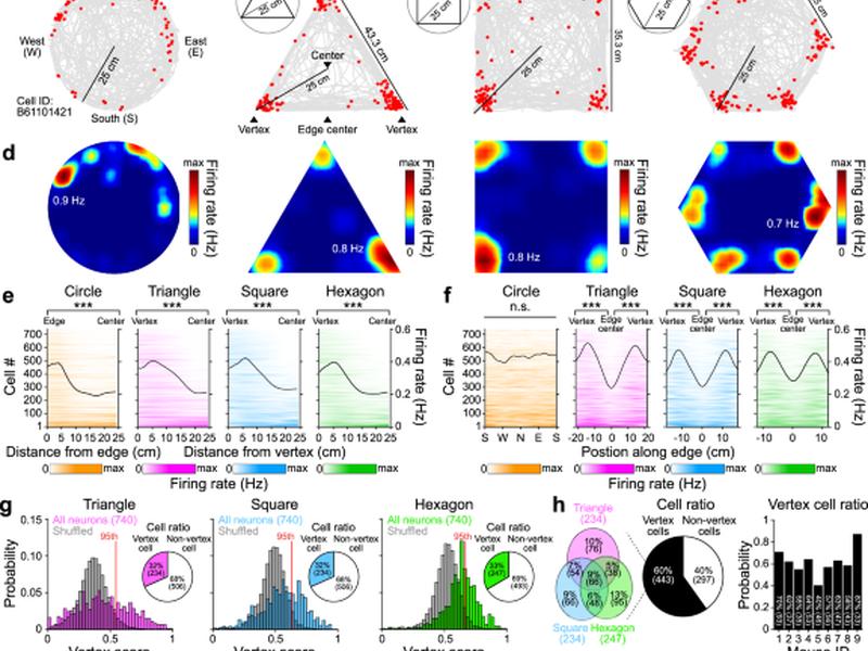 Egocentric Neural Representation Of Geometric Vertex In The Retrosplenial Cortex