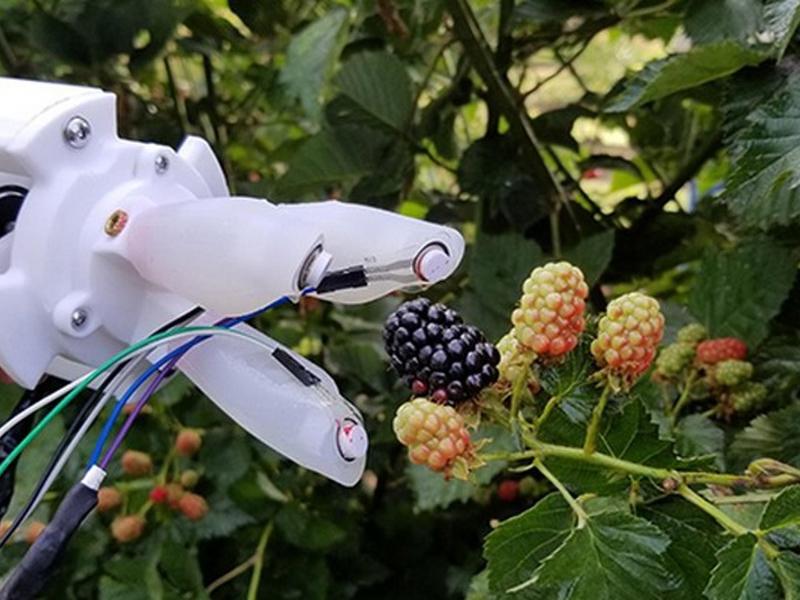 Msu Scientists Use $1 Mln Grant To ‘get A Grip’ On Automated Blackberry Harvesting