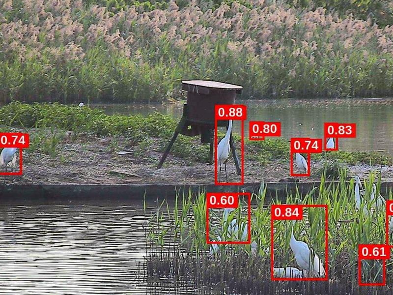 Ai Can Help Detect Wildfires, Save Endangered Birds: Hong Kong Experts, Start-up