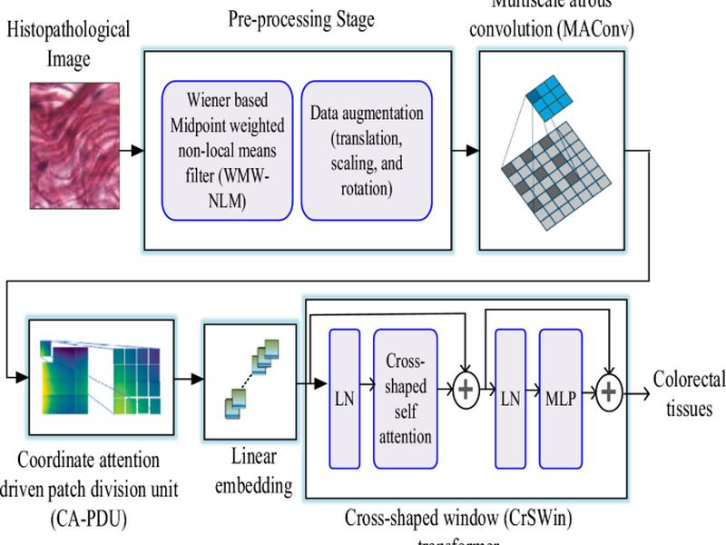 An Efficient Colorectal Cancer Detection Network Using Atrous Convolution With Coordinate Attention Transformer And Histopathological Images