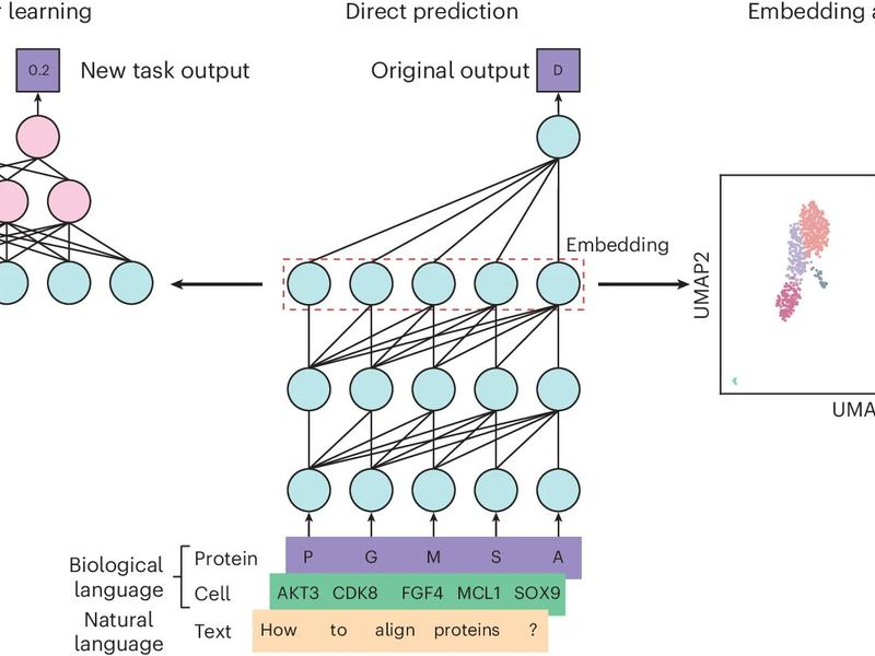Llm For Biology: This Paper Discusses How Language Models Can Be Applied To Biological Research