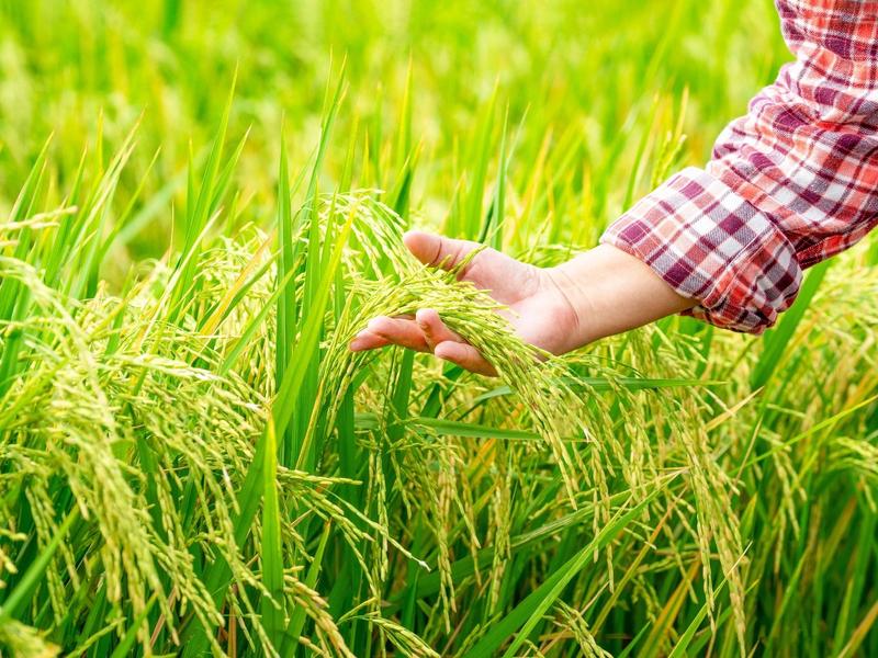 Quantum Model Boosts Rice Yield Forecasts
